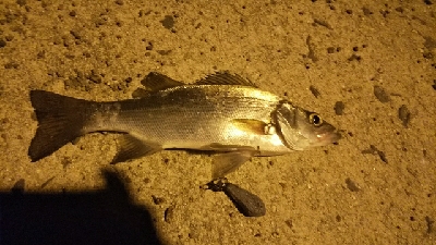 泳がせから初ゲット