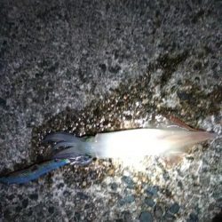 群れが来ないエギング