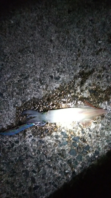 群れが来ないエギング