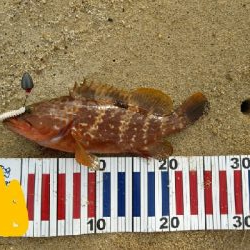 サーフでロックフィッシュ