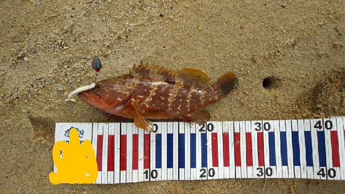 サーフでロックフィッシュ