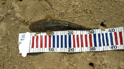 キス釣りとルアー