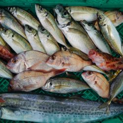 泉州丸さんで五目釣り