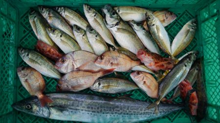 泉州丸さんで五目釣り