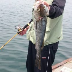 足元でシーバス