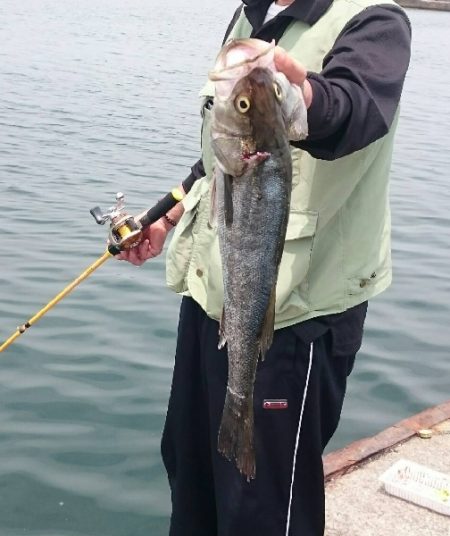 足元でシーバス