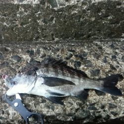 チヌ　トップ好調