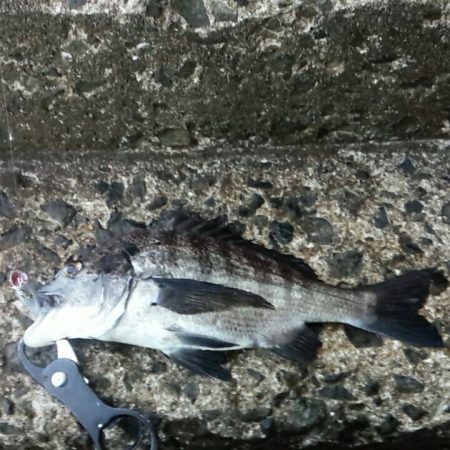 チヌ　トップ好調