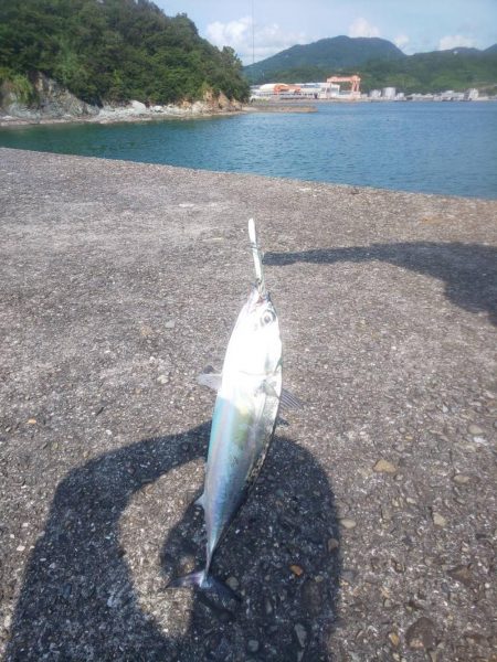 ソウダガツオからアジ