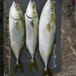 須磨一文字でのエレベーター仕掛け呑ませ釣り