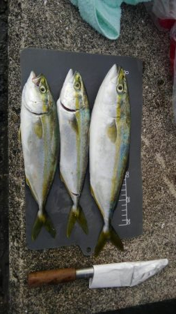 須磨一文字でのエレベーター仕掛け呑ませ釣り…