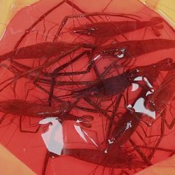 手長エビ・小魚 リレー釣り