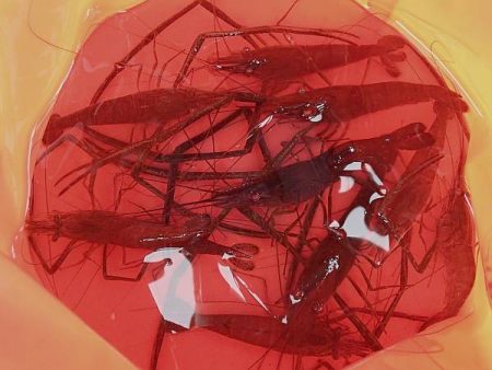 手長エビ・小魚 リレー釣り