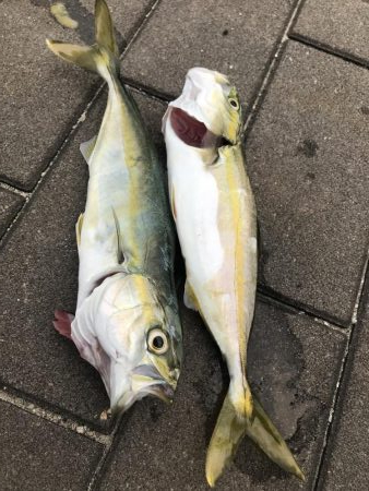 エイはキライです(-_-;)