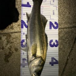 秋田港アジング