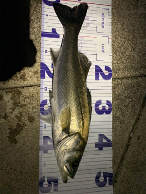 秋田港アジング