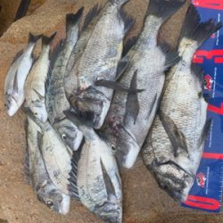 宇野沖 磯フカセ