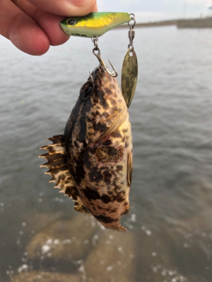 チビサバ、チビカサゴ、チビカマスをゲット！…