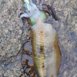 まだ、アオリいました