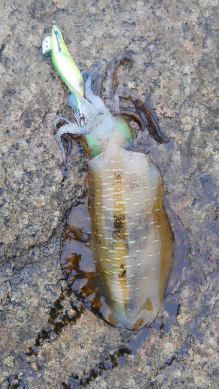 まだ、アオリいました