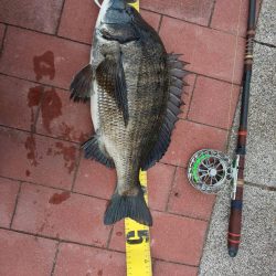 記録更新　豊洲ぐるり公園