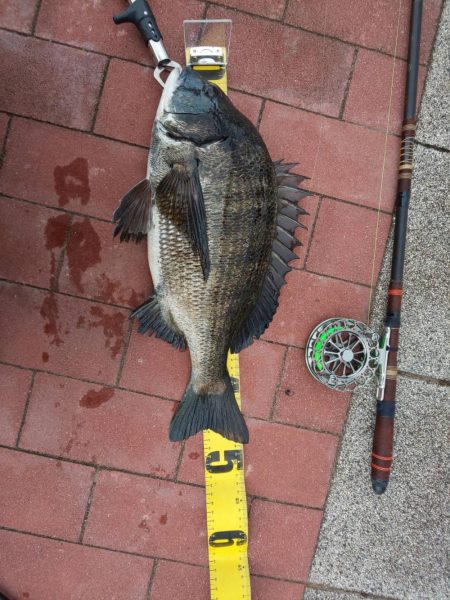 記録更新　豊洲ぐるり公園