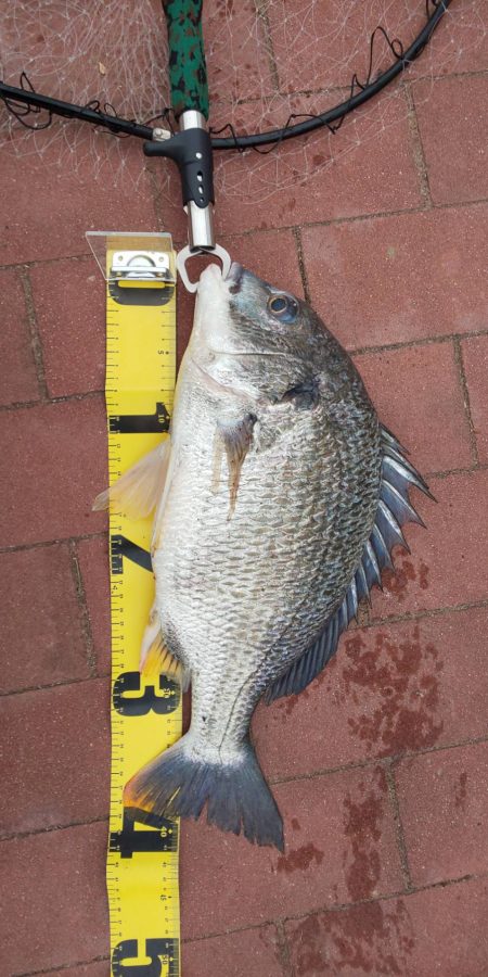 豊洲ぐるり公園