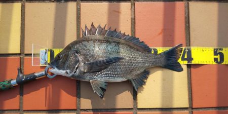 短時間釣行　～辰巳橋付近～