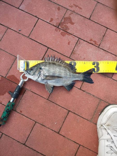 豊洲ぐるり公園