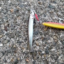 大雨の前の釣行