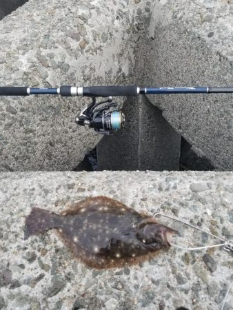 ちっちゃいひらめゲット