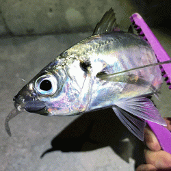 瀬戸内の島アジング（2019-8)