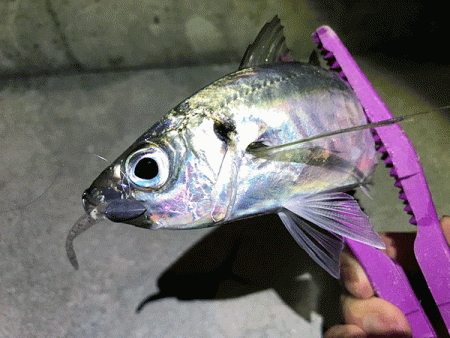 瀬戸内の島アジング（2019-8)