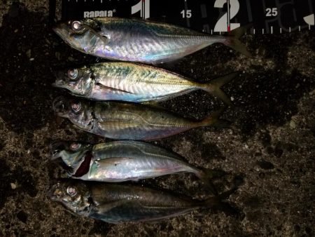 鳴門ランガンアジング