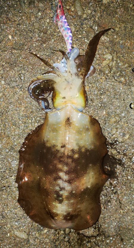 ナイトエギング