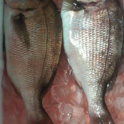 今年は不調・・・