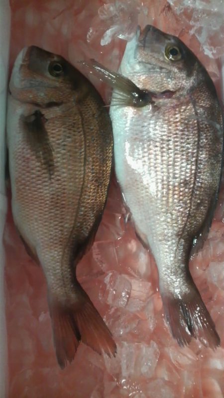 今年は不調・・・