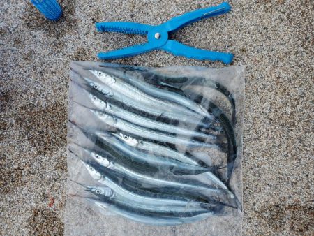 サヨリウヨウヨ