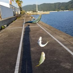 マリーナシティでジグサビキ威力発揮