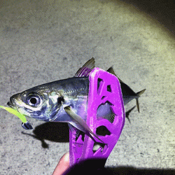 瀬戸内の島アジング（2019-9)