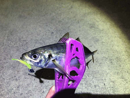 瀬戸内の島アジング（2019-9)