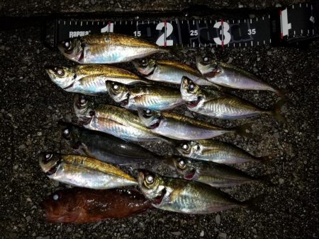 愛媛アジング遠征