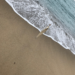 日本海キス釣り(2019-4)