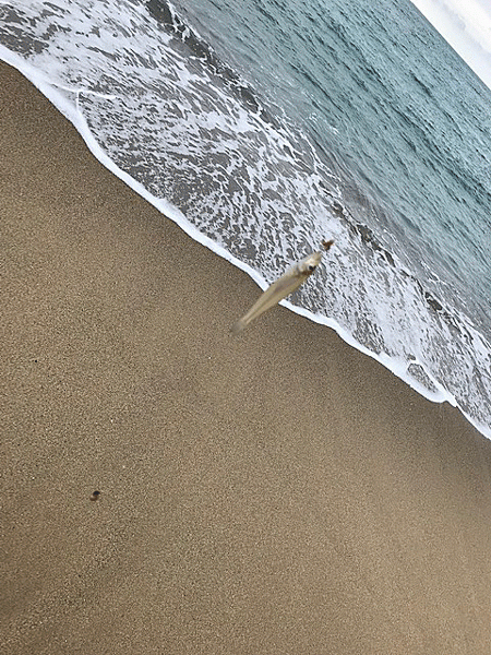 日本海キス釣り(2019-4)