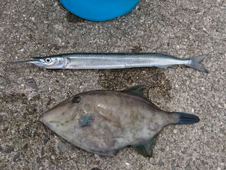 はぐれジャンボサヨリ