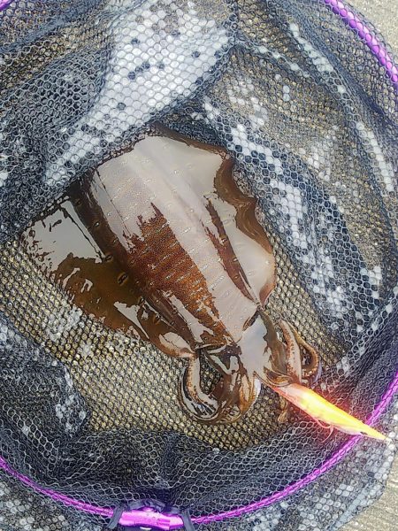 アオリイカまだ釣れます