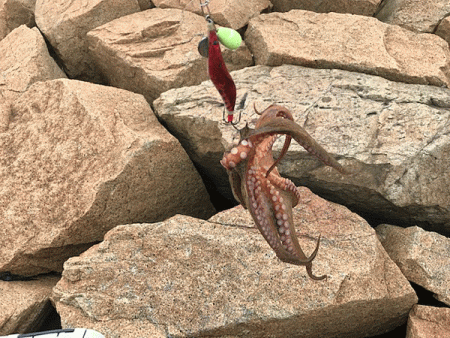 姫路タコ（2019-2）