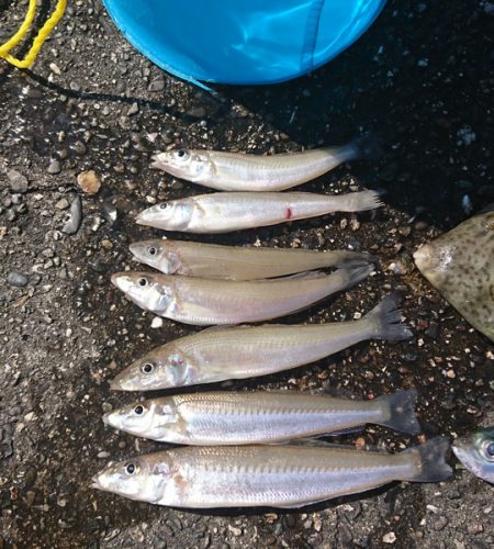 オキアミでキス