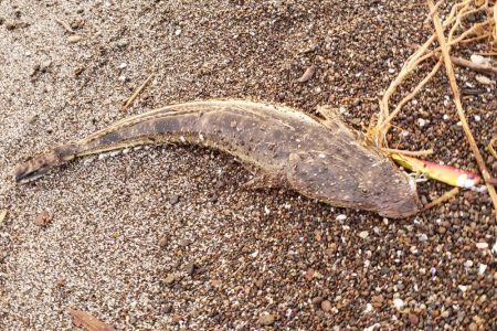 久しぶりのマゴチ