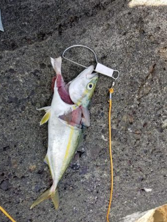 増水後の紀ノ川調査。写真はさば折り失敗…